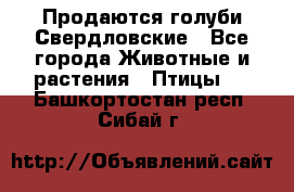 Продаются голуби Свердловские - Все города Животные и растения » Птицы   . Башкортостан респ.,Сибай г.